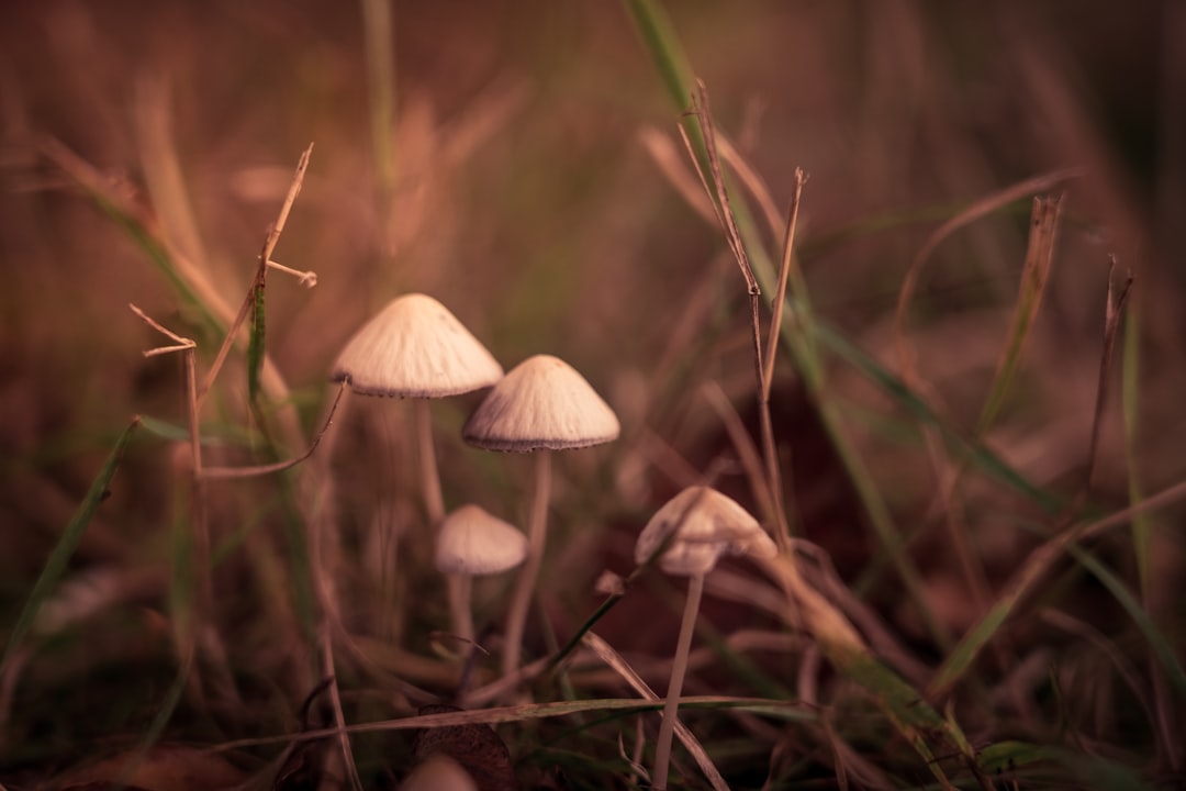 The Therapeutic Potential of Psilocybin in Mental Health Treatment