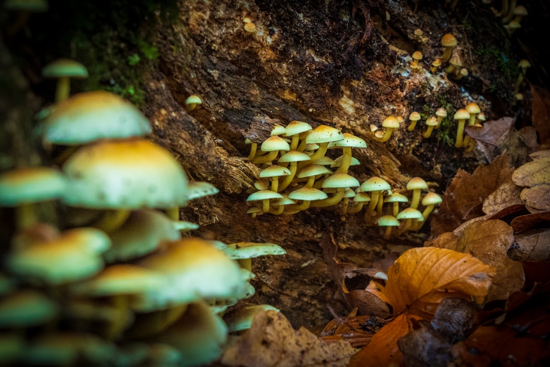 How to Unlock the Hidden Powers of Magic Mushrooms for a Mind-Blowing Experience