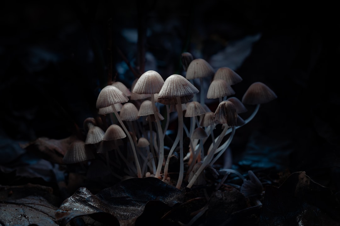 Cultural and Historical Significance of Psychedelic Mushrooms Across Civilizations