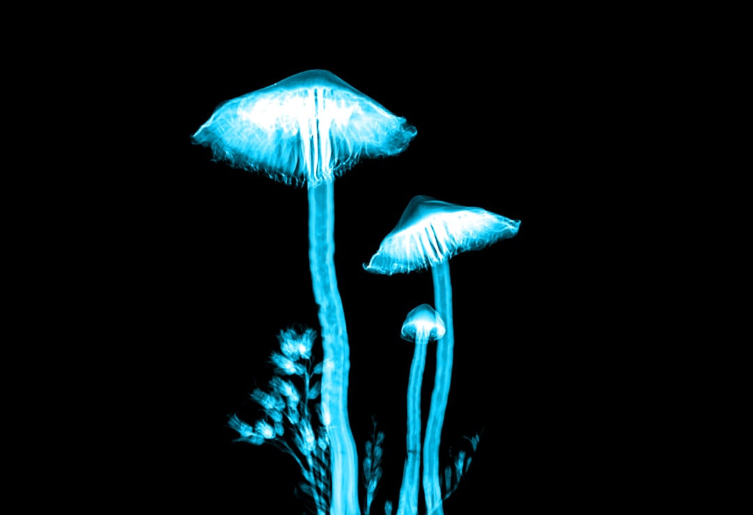 How to Tap Into Unseen Dimensions Using Magic Mushrooms Today