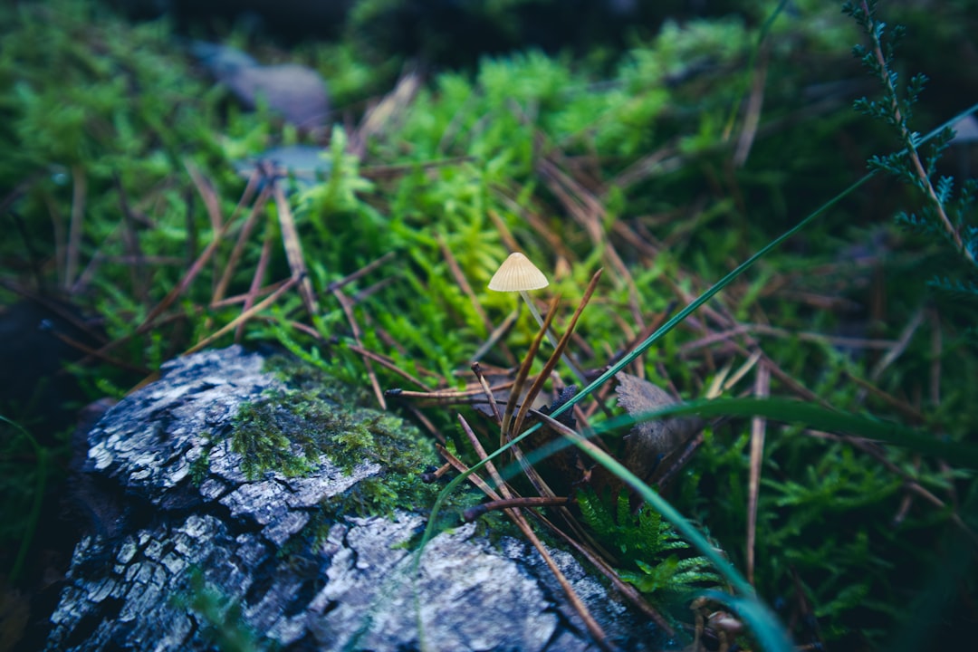 The Science Behind How Psilocybin Affects the Brain
