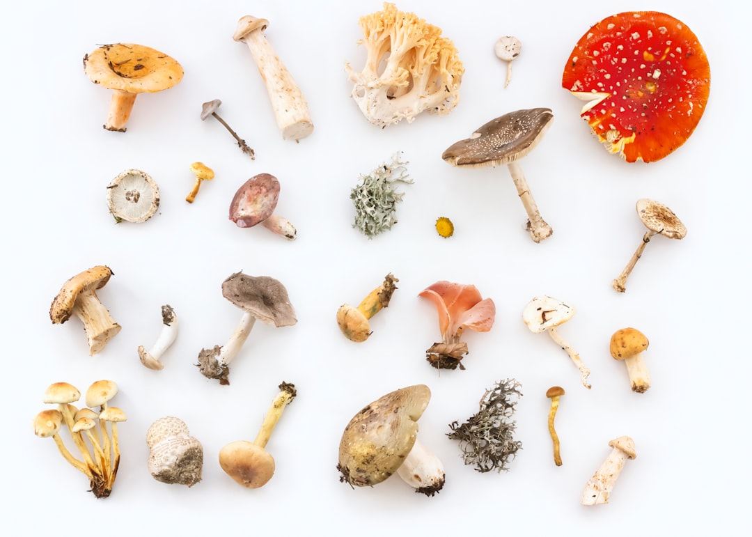 What is the Potential Therapeutic Use of Magic Mushrooms for Mental Health?  