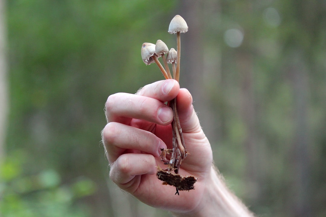 How to Transform Your Reality with Magic Mushrooms: The Ultimate Guide