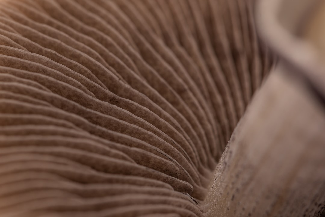 How to Harness the Healing Potential of Magic Mushrooms for Personal Growth